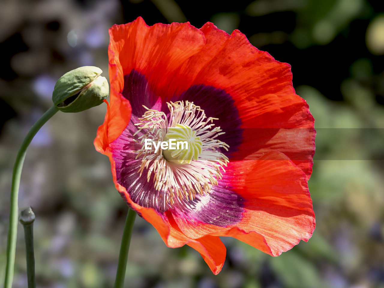 Closeup of a beautiful bright red papaver poppy flower and bud in a garden