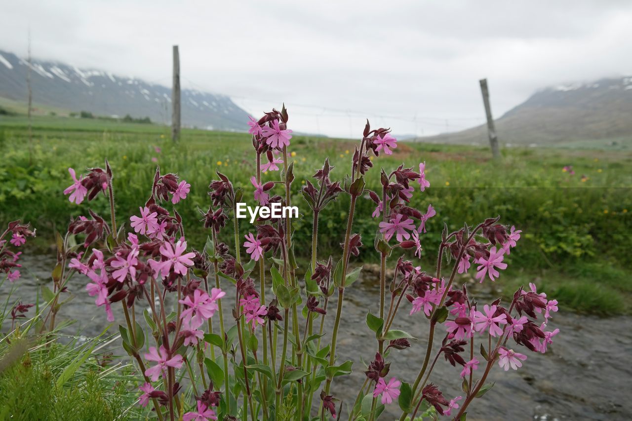 Pink flowers blooming against grassy field