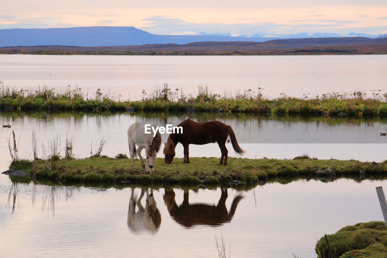 HORSES STANDING IN LAKE