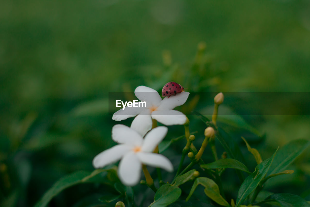 Close-up of white flowering plant