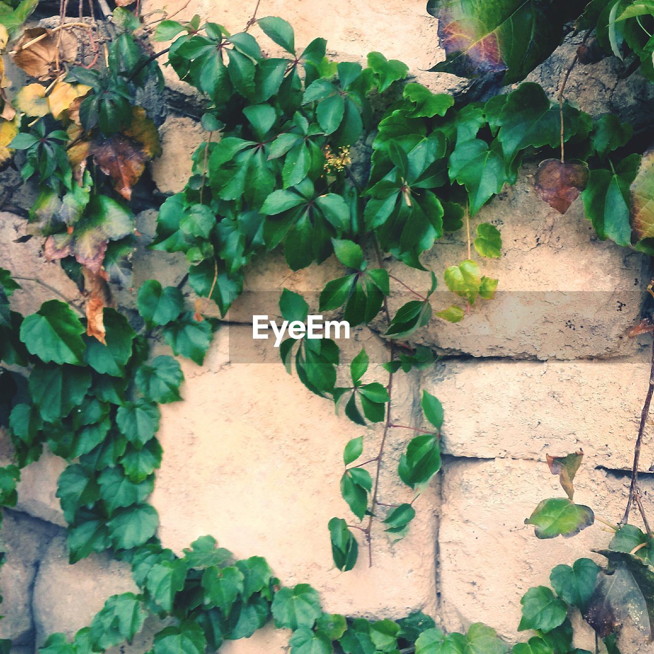 PLANTS GROWING ON A WALL