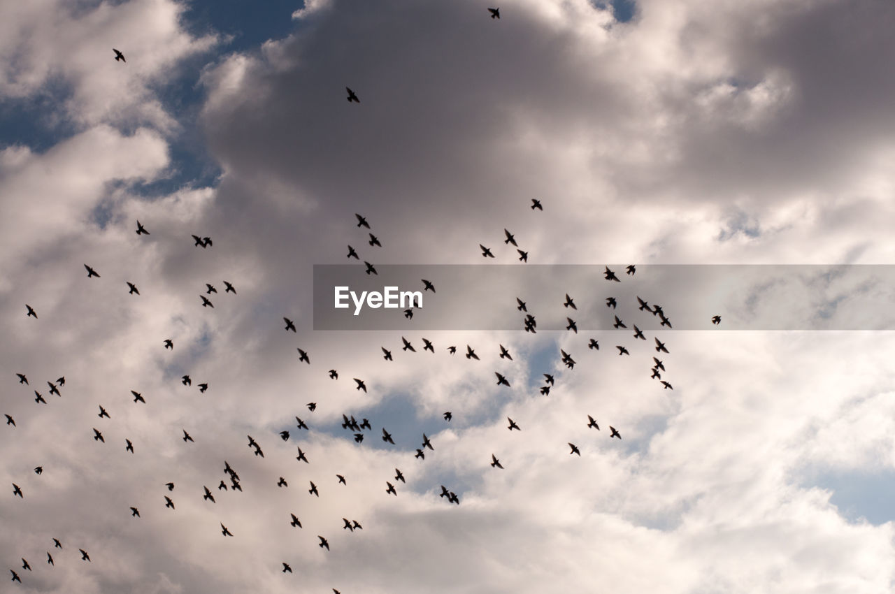 Low angle view of birds flying in sky