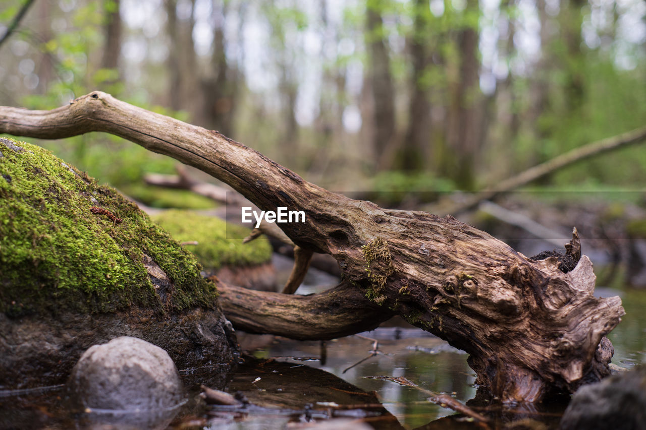 Close-up of fallen  tree trunk