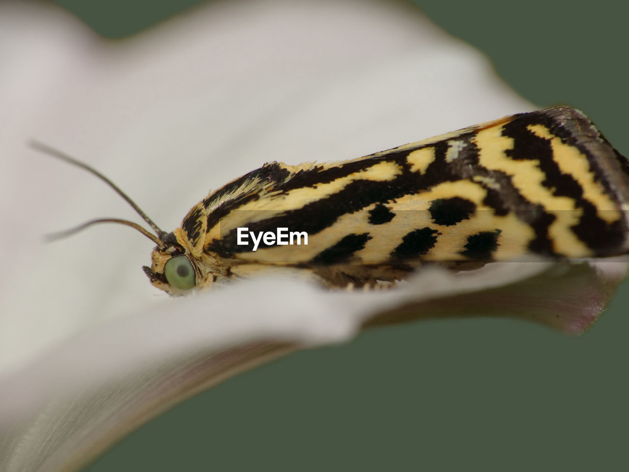 CLOSE-UP OF CATERPILLAR