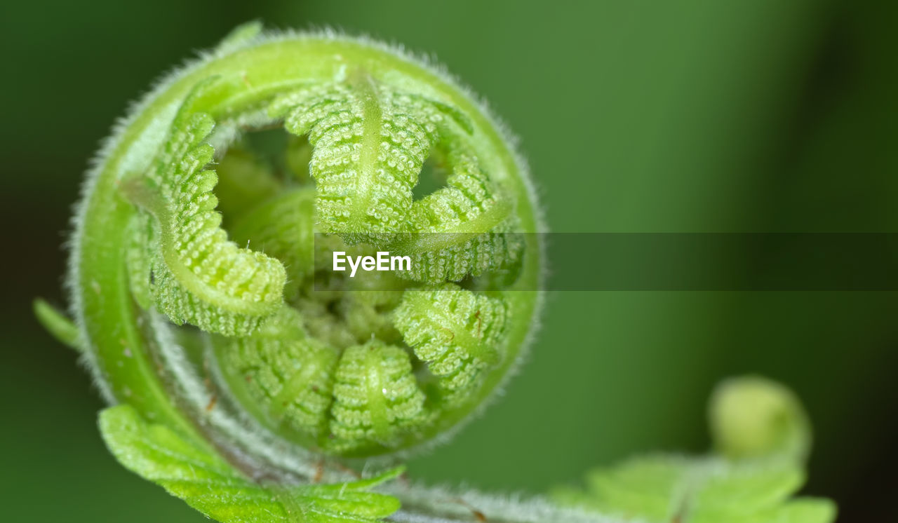 CLOSE-UP OF GREEN FERN