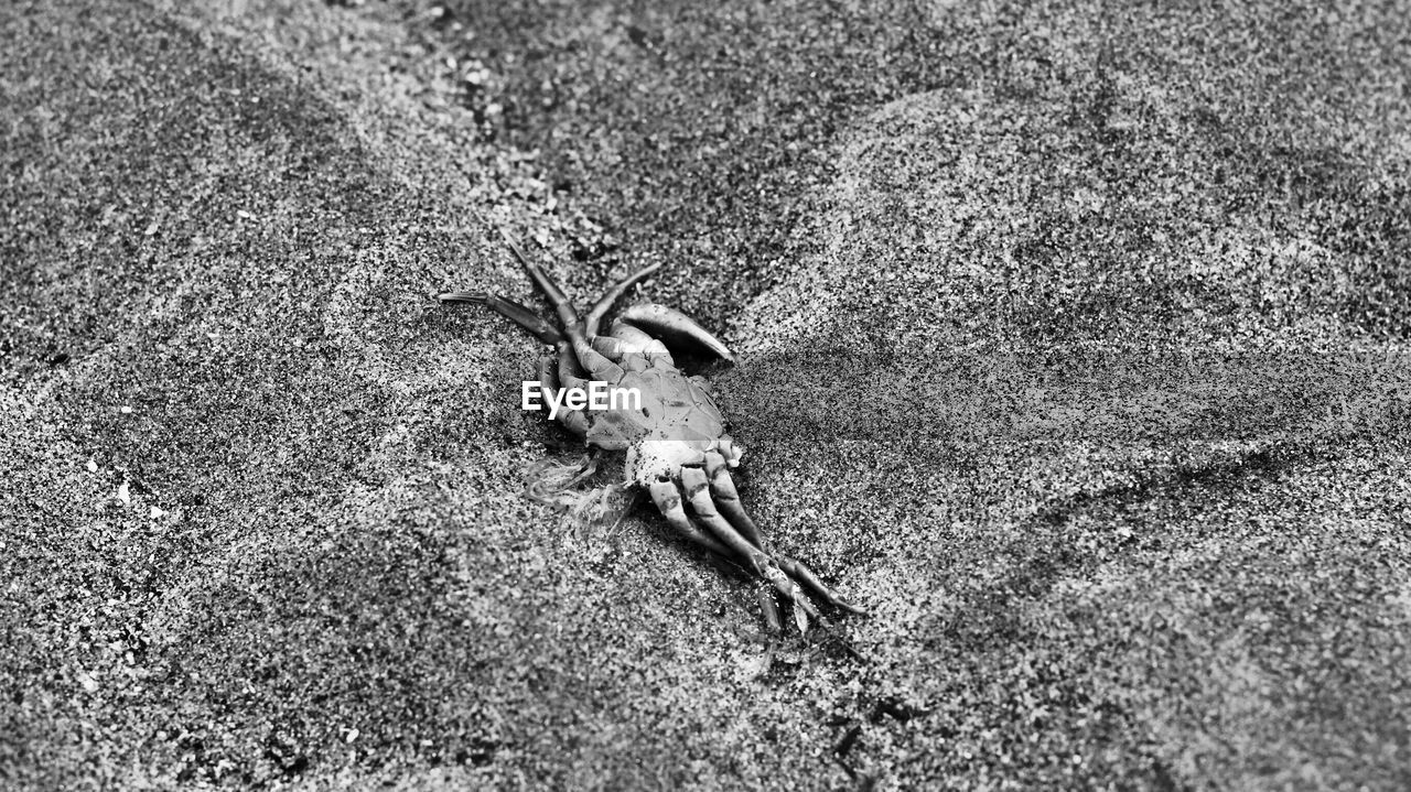 HIGH ANGLE VIEW OF SNAKE ON BEACH
