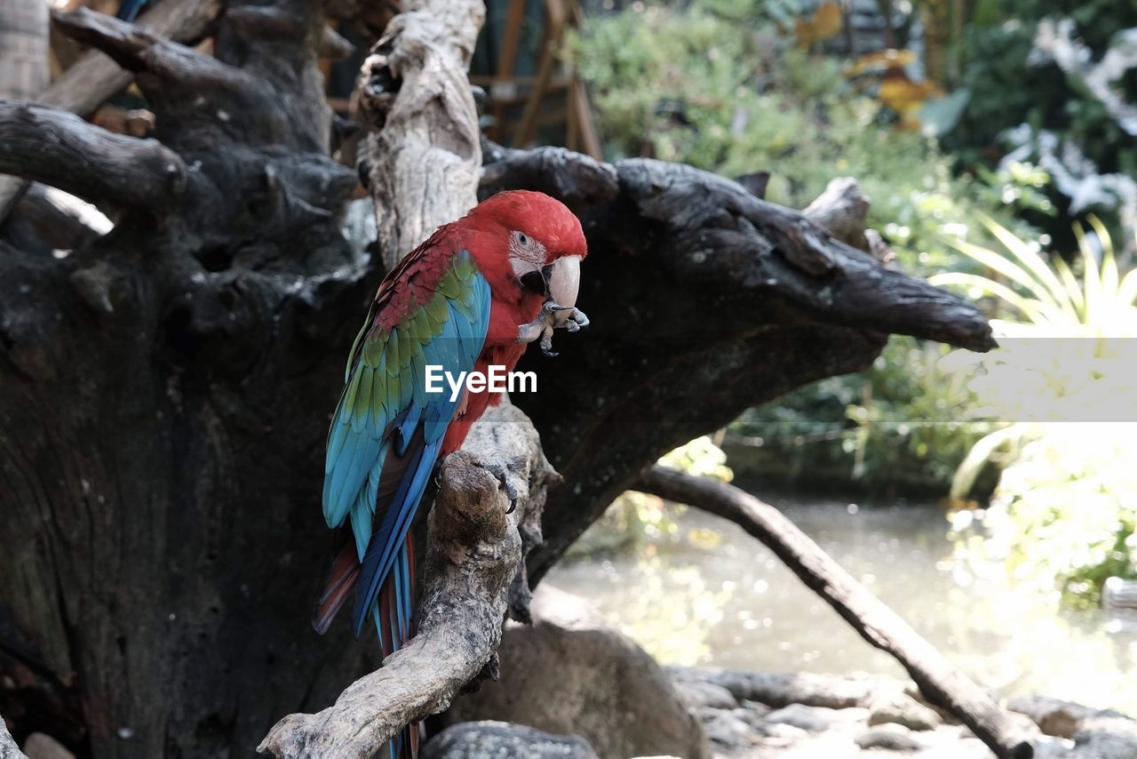 BIRD PERCHING ON A TREE