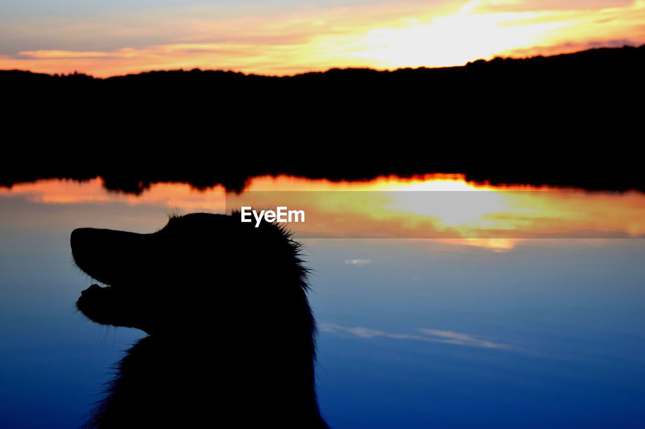 SILHOUETTE OF DOG AGAINST SKY DURING SUNSET