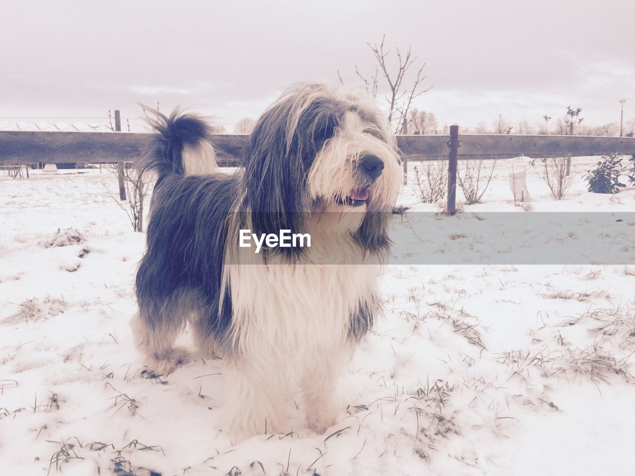 DOG STANDING ON SNOW COVERED FIELD