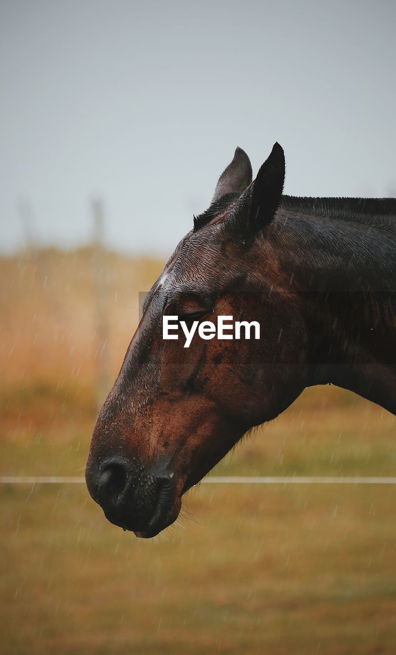 Close-up of a horse against the sky