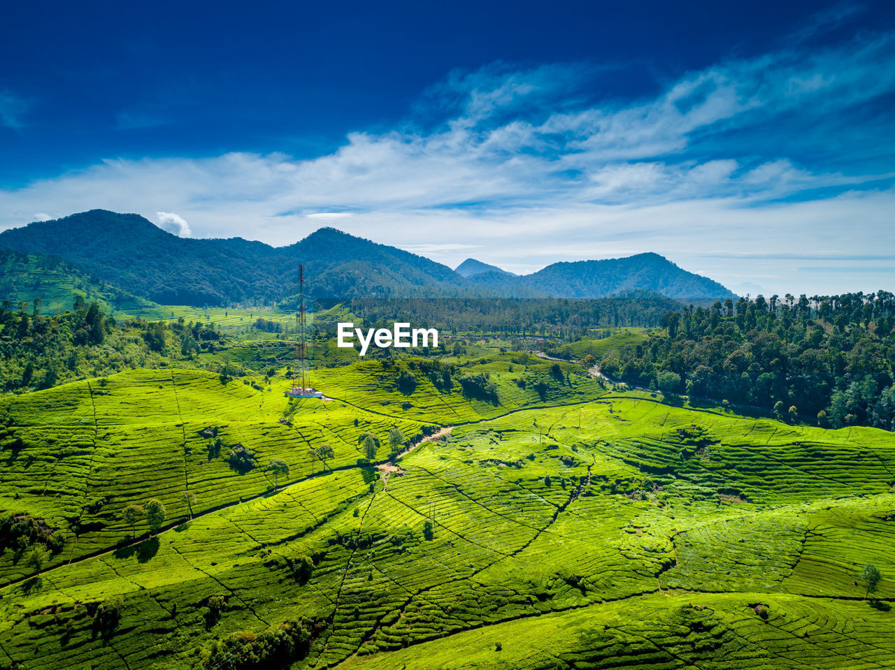 Scenic view of agricultural field against sky