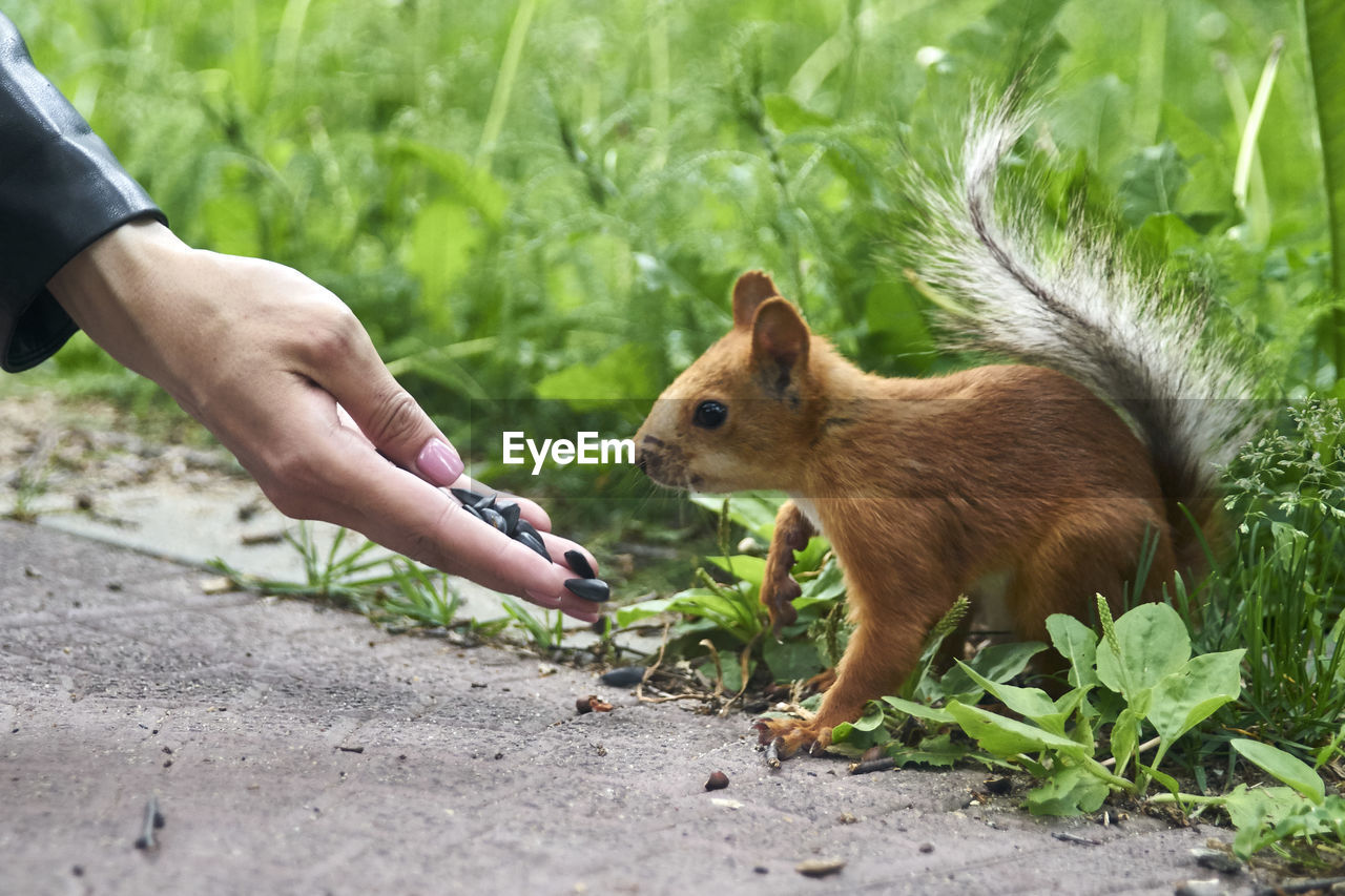 Young man feeding on land and squirrel 