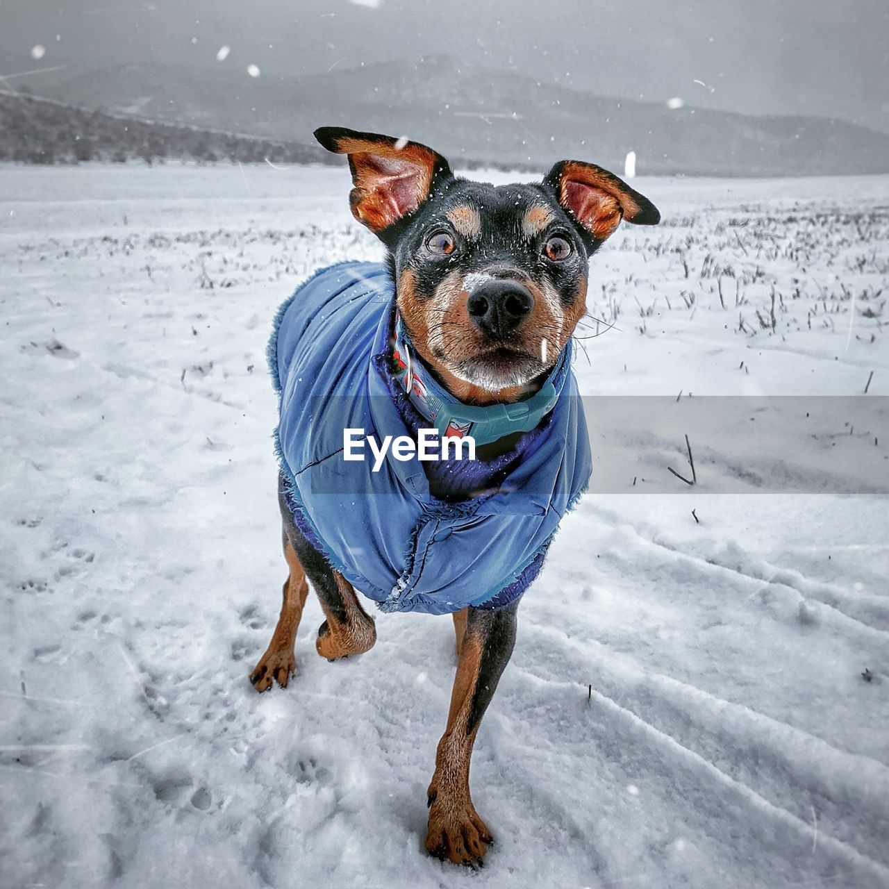 Portrait of dog on snow covered land