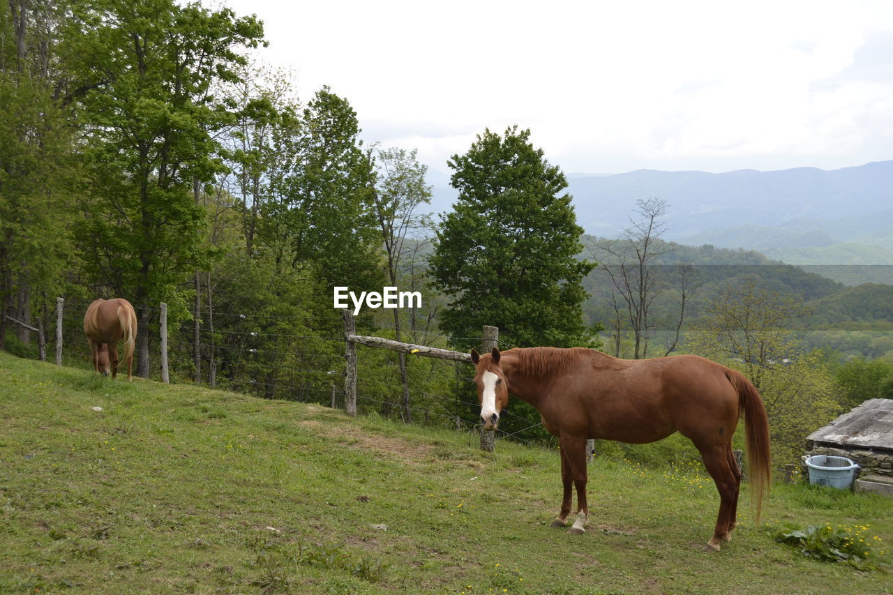 HORSE GRAZING ON FIELD