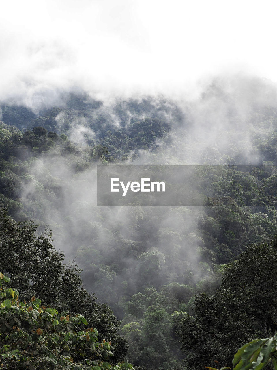 TREES ON MOUNTAIN AGAINST SKY