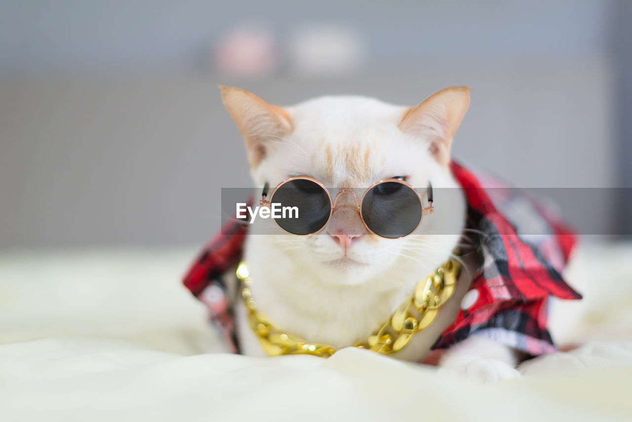 CLOSE-UP OF A CAT WITH SUNGLASSES