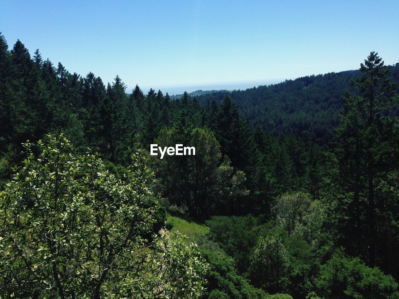 PLANTS AND TREES IN FOREST AGAINST SKY