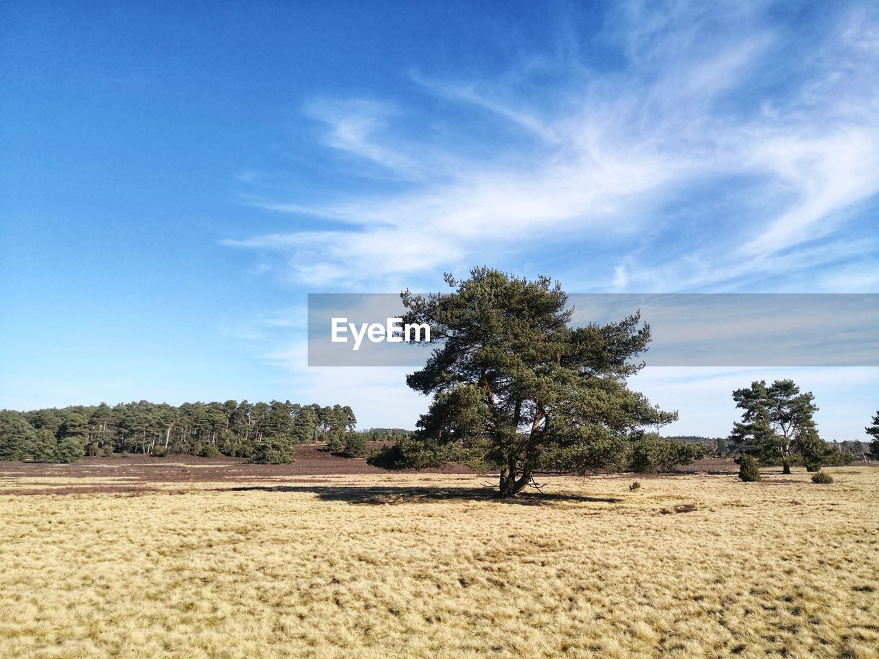 TREES GROWING ON FIELD AGAINST SKY