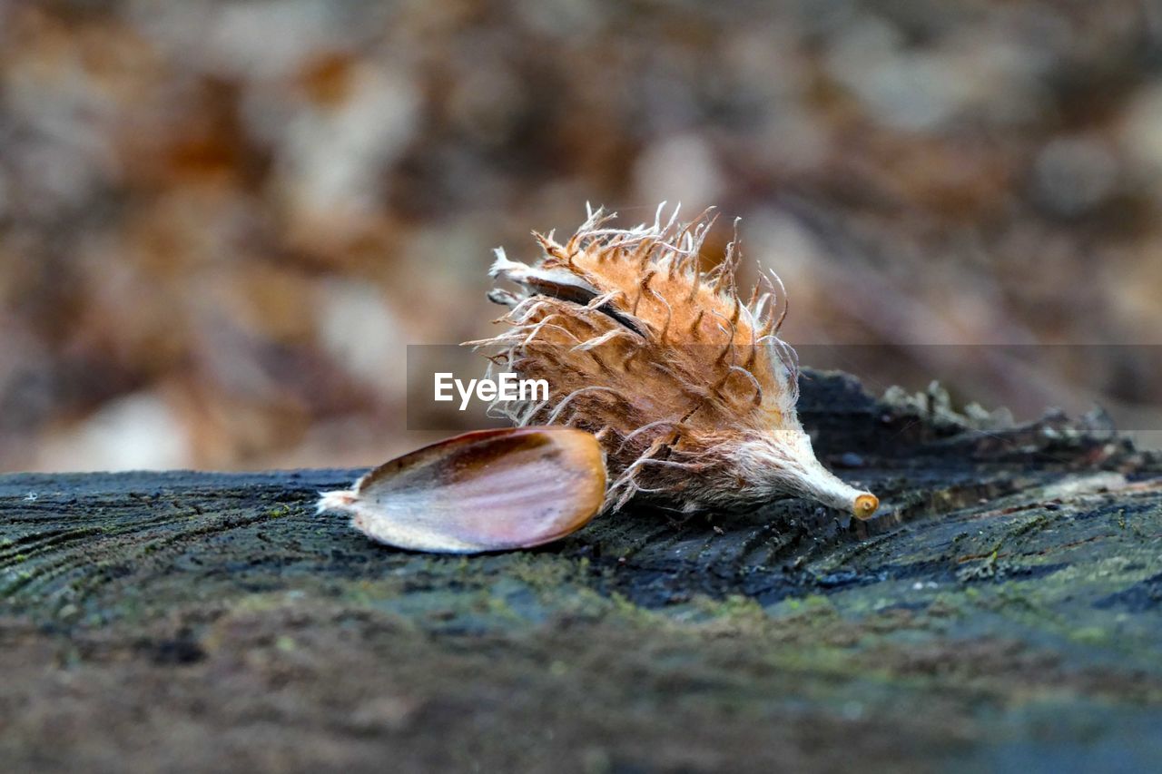 CLOSE-UP OF LIZARD ON TREE TRUNK