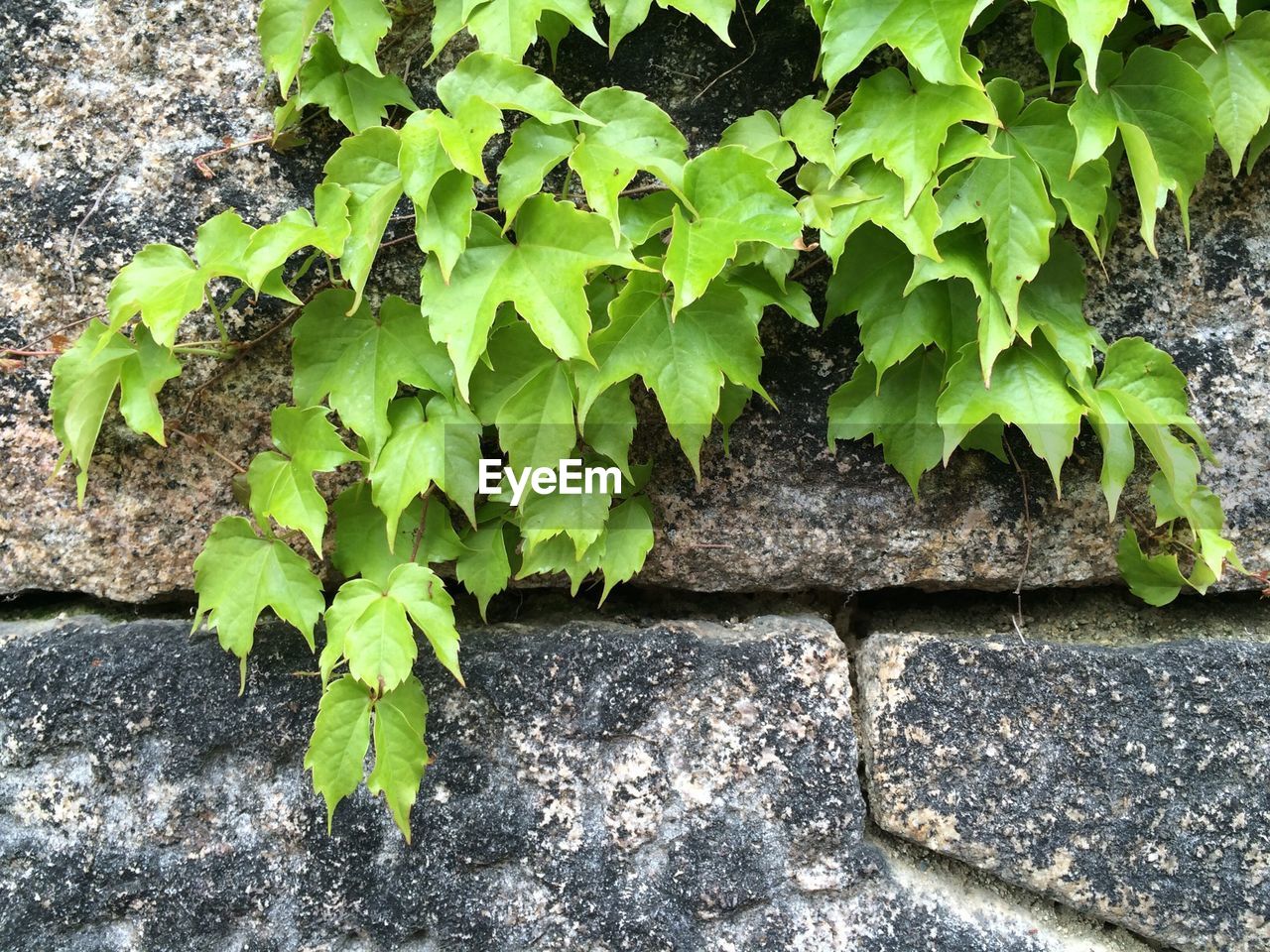 Ivy growing on wall