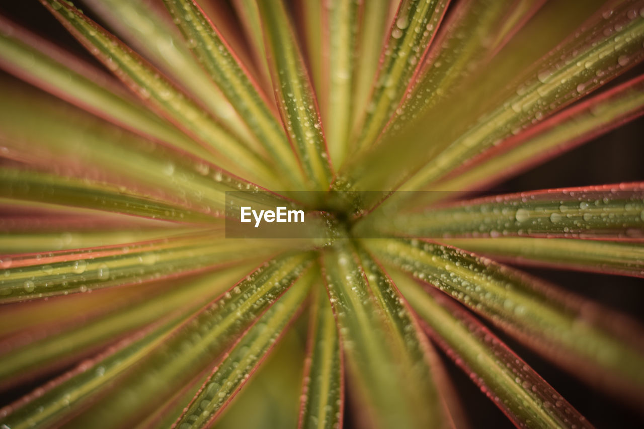 CLOSE-UP OF PALM LEAF