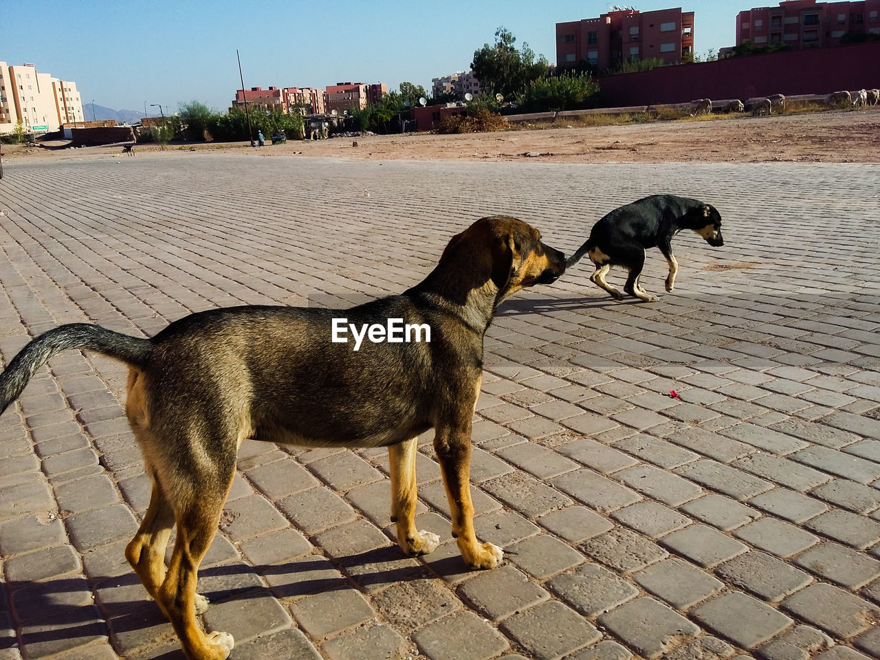 Dogs standing on street in city