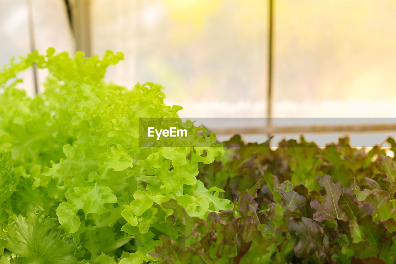Hydroponic lettuces in hydroponic pipe. hydroponic vegetable farm. green natural farm.
