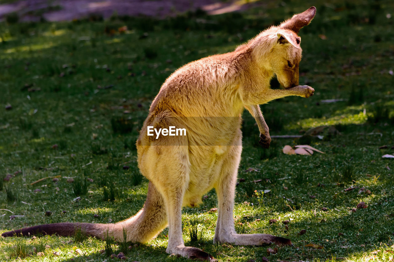 Close-up of kangaroo standing on field