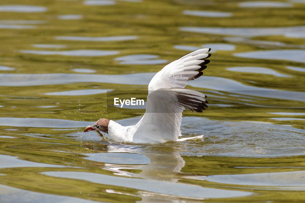 VIEW OF BIRD IN LAKE