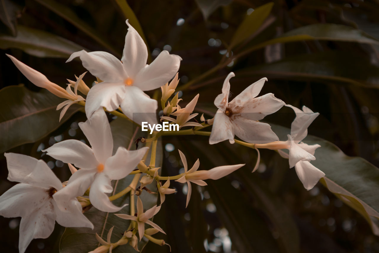 CLOSE-UP OF WHITE FLOWER
