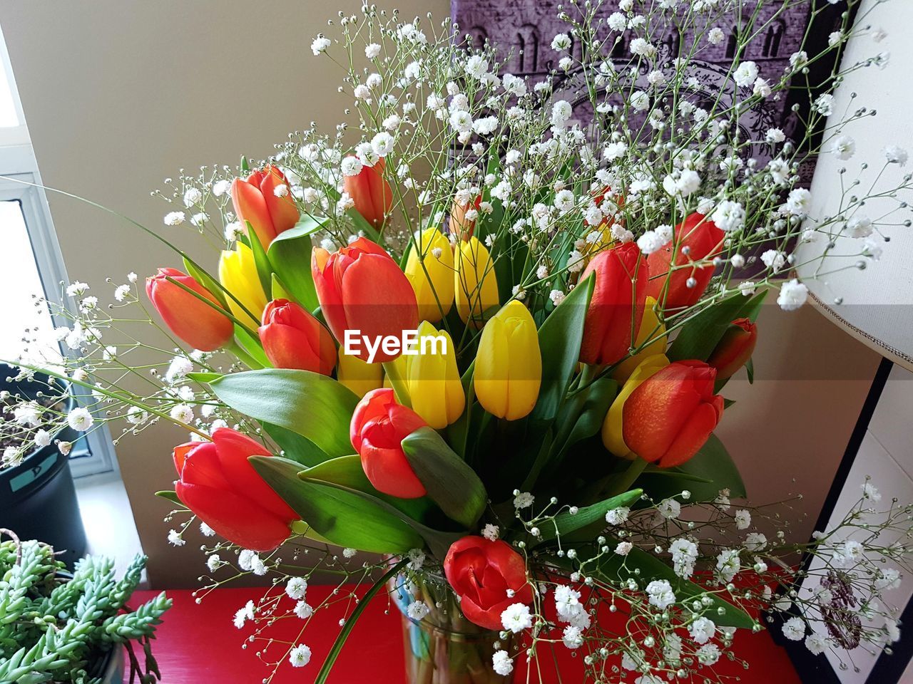 CLOSE-UP OF MULTI COLORED TULIPS