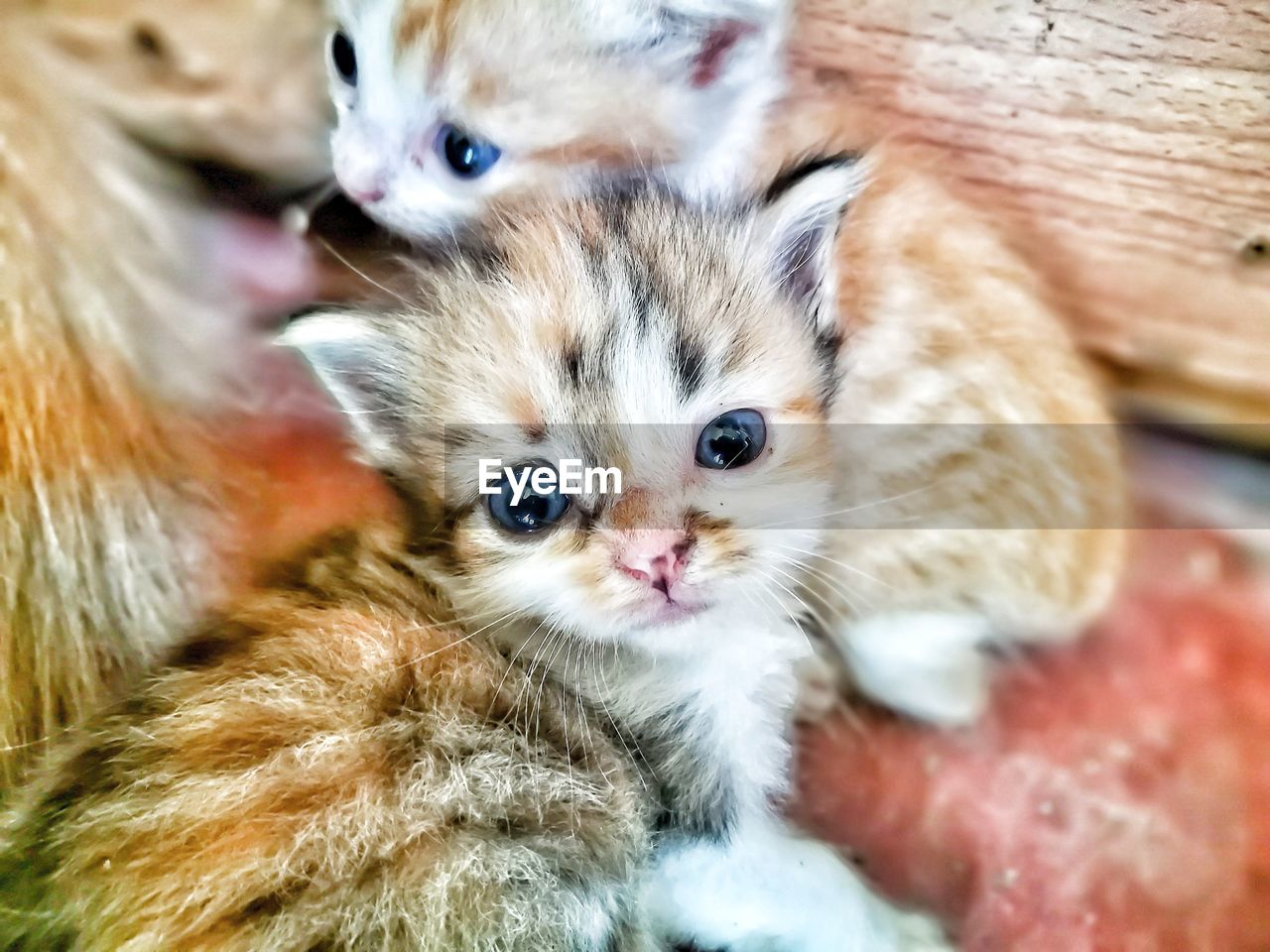 CLOSE-UP PORTRAIT OF KITTEN ON BED