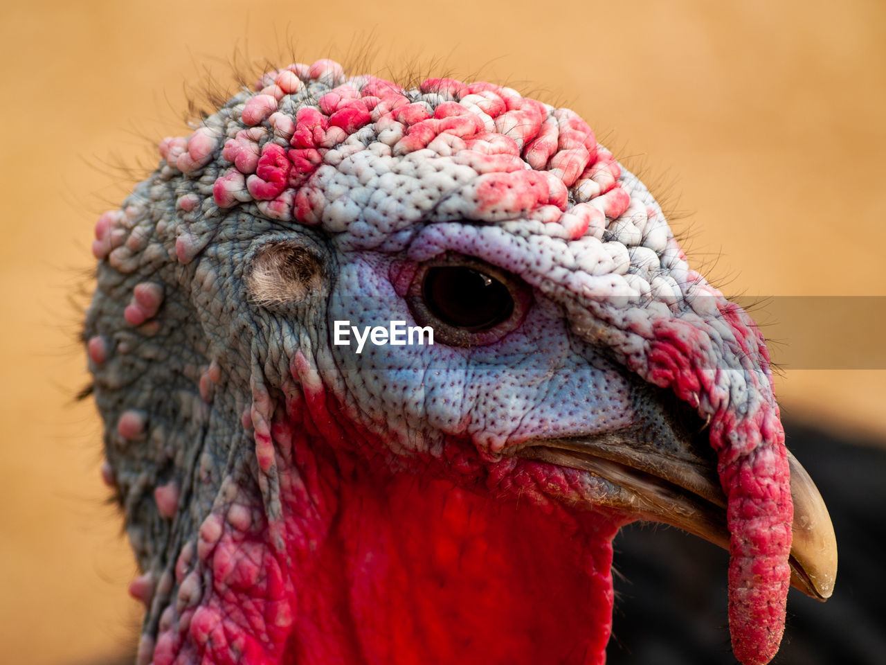 CLOSE-UP OF A DUCK