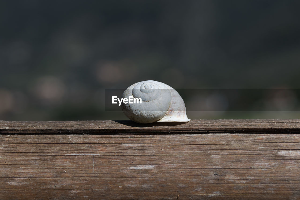 CLOSE-UP OF SNAIL ON WOODEN WALL