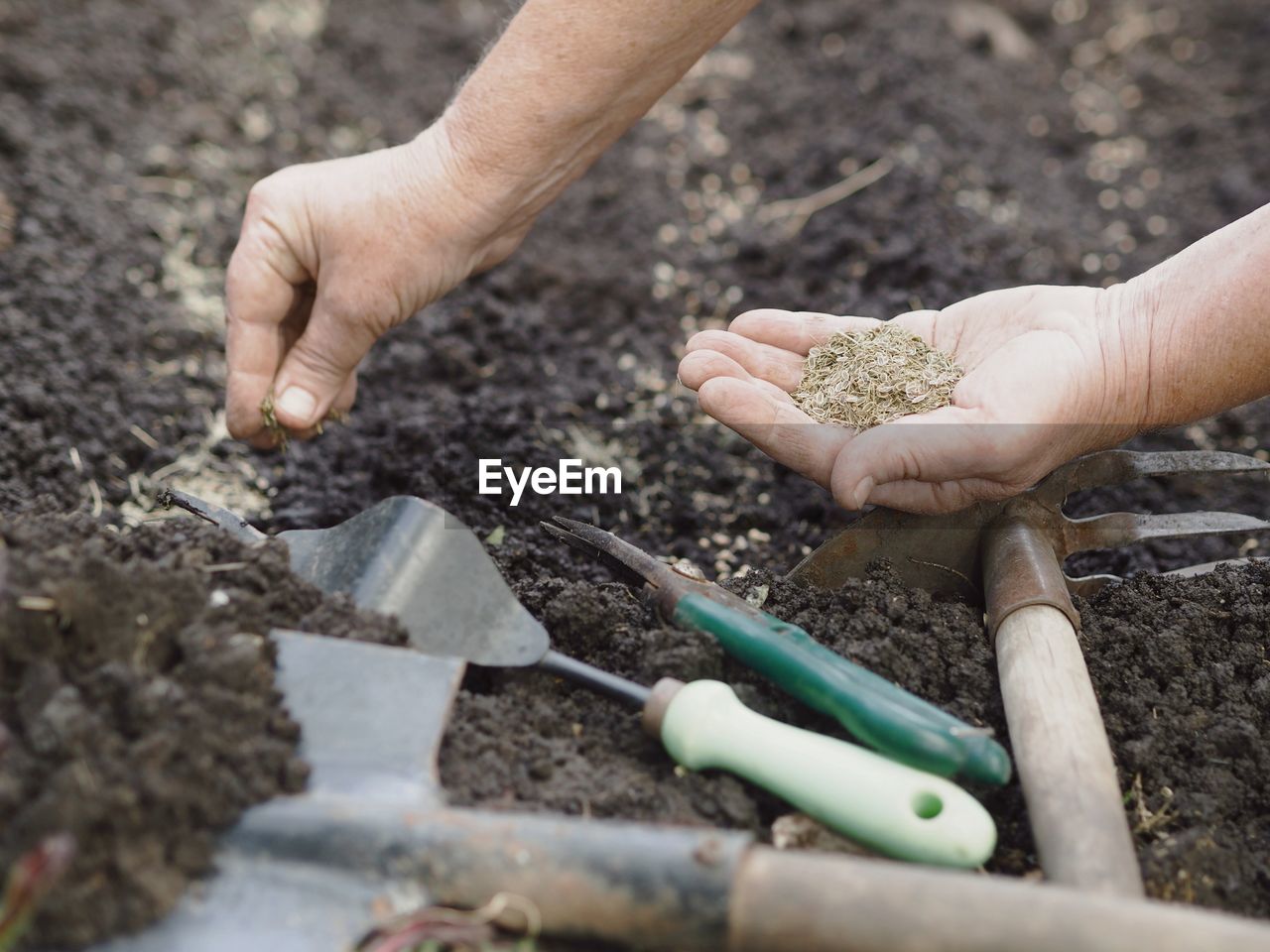 Elderly woman's hands throw dill seeds into the ground against the background of agricultural tools.