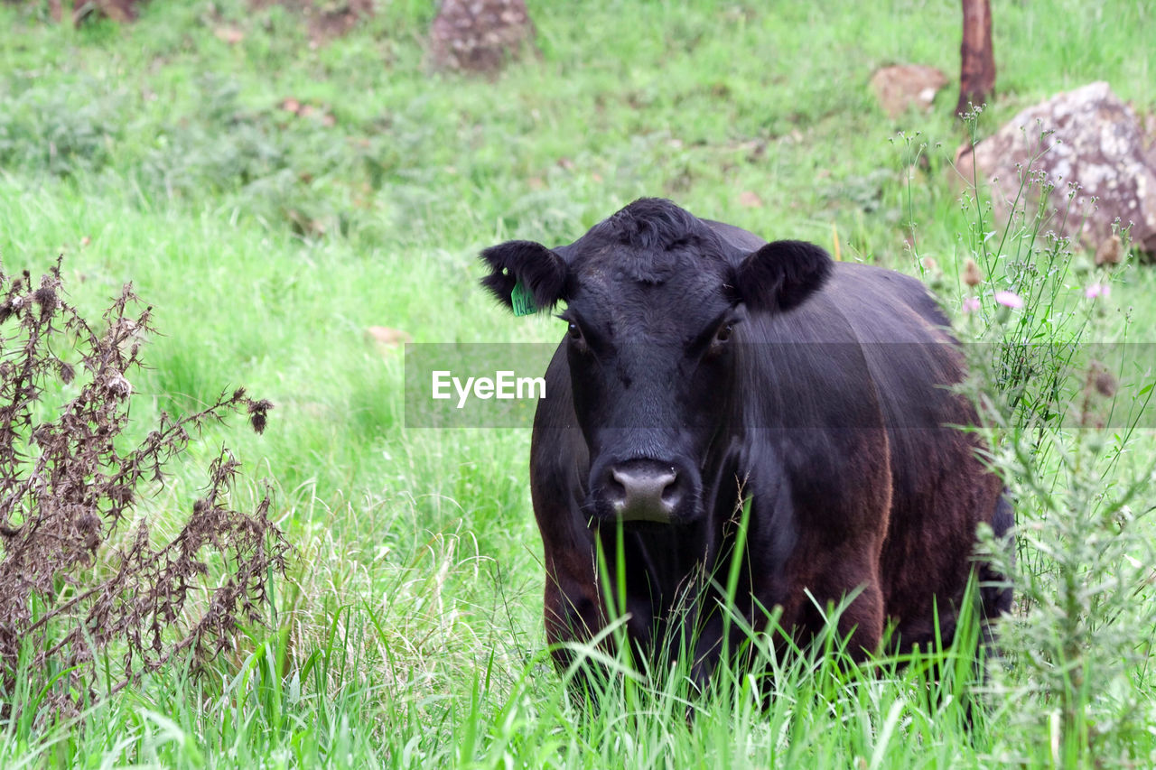 PORTRAIT OF A SHEEP IN A GRASS