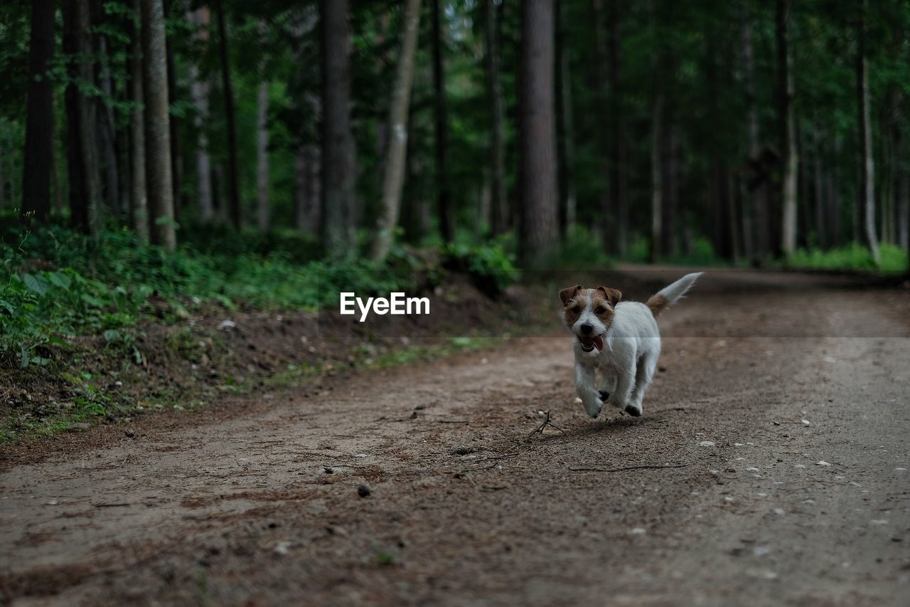 Puppy running on dirt road in forest