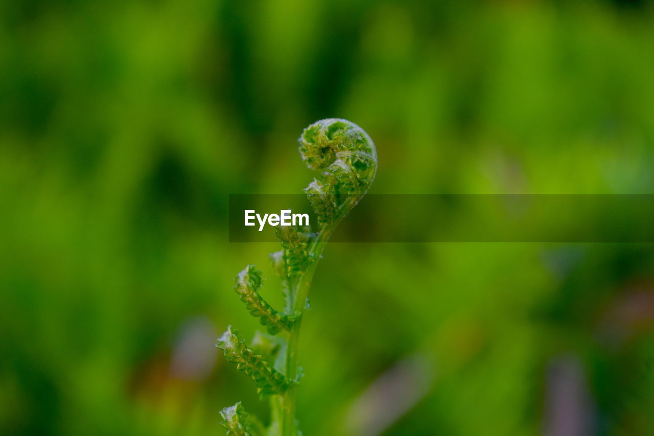 CLOSE-UP OF GREEN PLANT ON LEAF