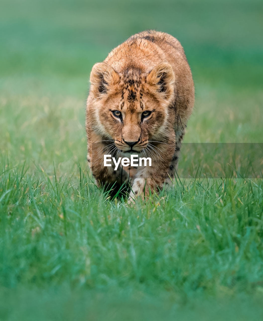 close-up of lioness on field