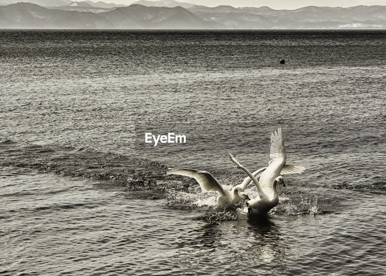 Swans in lake