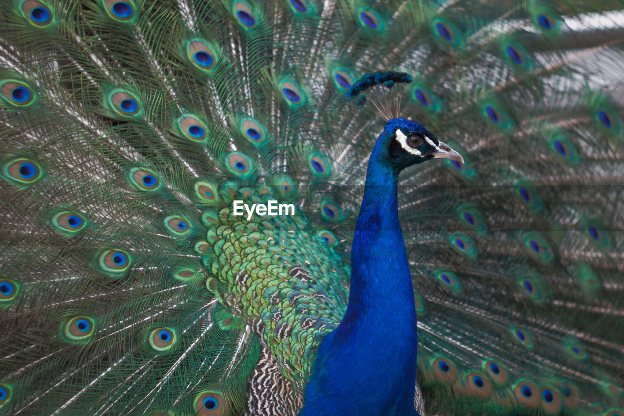 Close-up of peacock