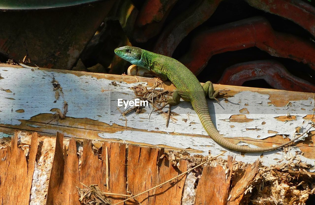animal themes, animal, animal wildlife, reptile, one animal, lizard, wildlife, nature, no people, tree, green, gecko, anole, wood, outdoors, day, animal body part, close-up, plant