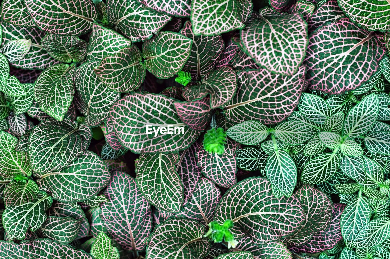 Leaves of fittonia albivenis with complex geometric pattern. beauty in nature background.