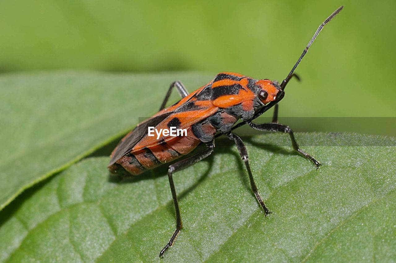 CLOSE-UP OF INSECT ON PLANT