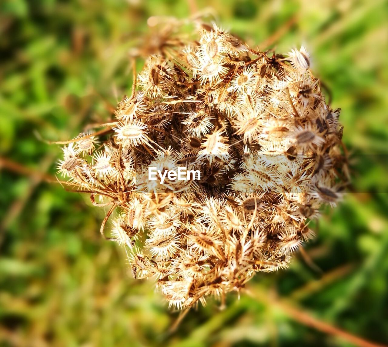 CLOSE-UP OF DRY FLOWER