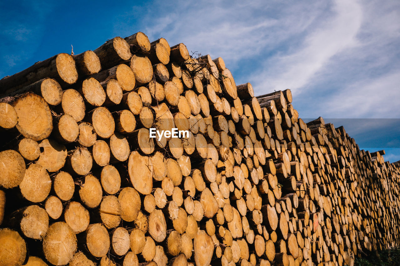 Stack of logs in forest