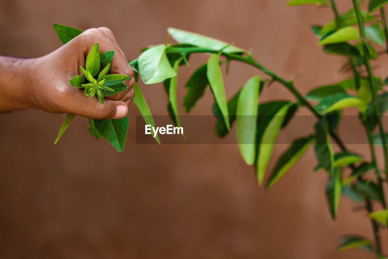 CLOSE-UP OF HAND HOLDING LEAF