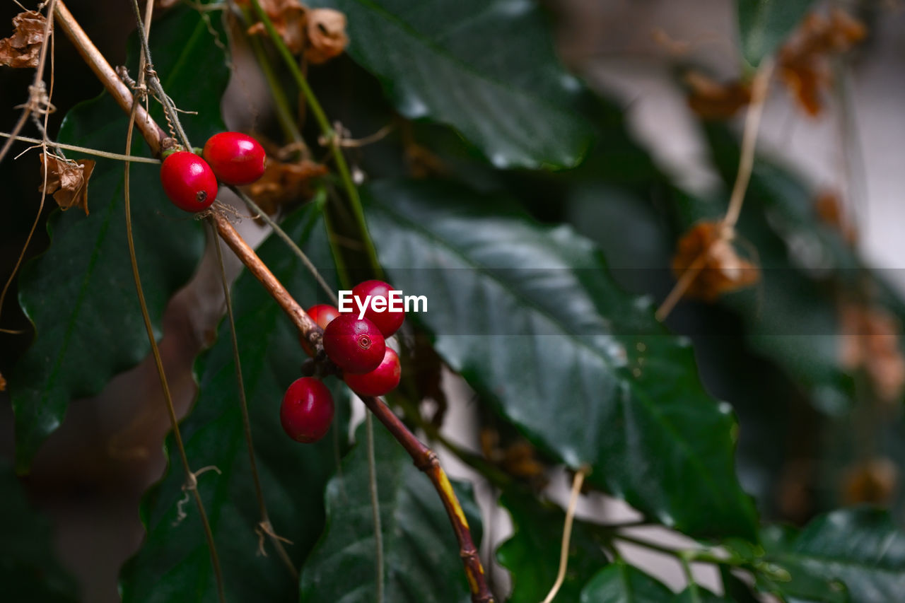 Close-up of red berries growing on tree