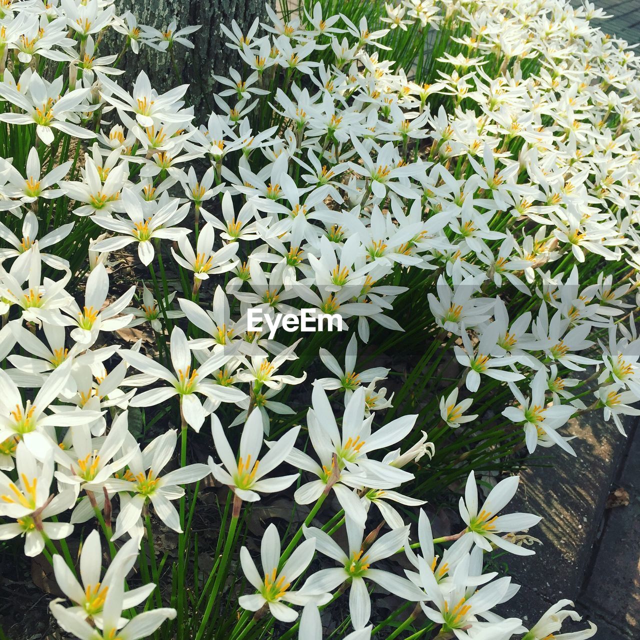 CLOSE-UP OF FRESH PLANT