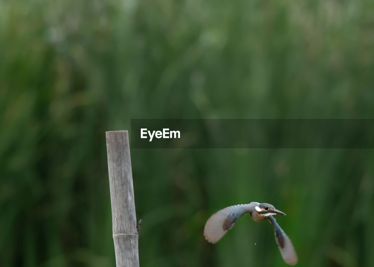 CLOSE-UP OF A BIRD PERCHING ON WOODEN POST